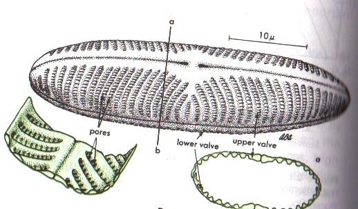 Navicula sp
